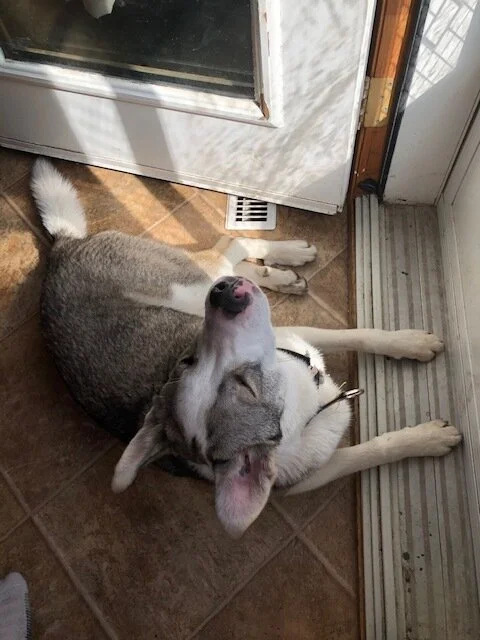 Romeo is catching some sun by the door