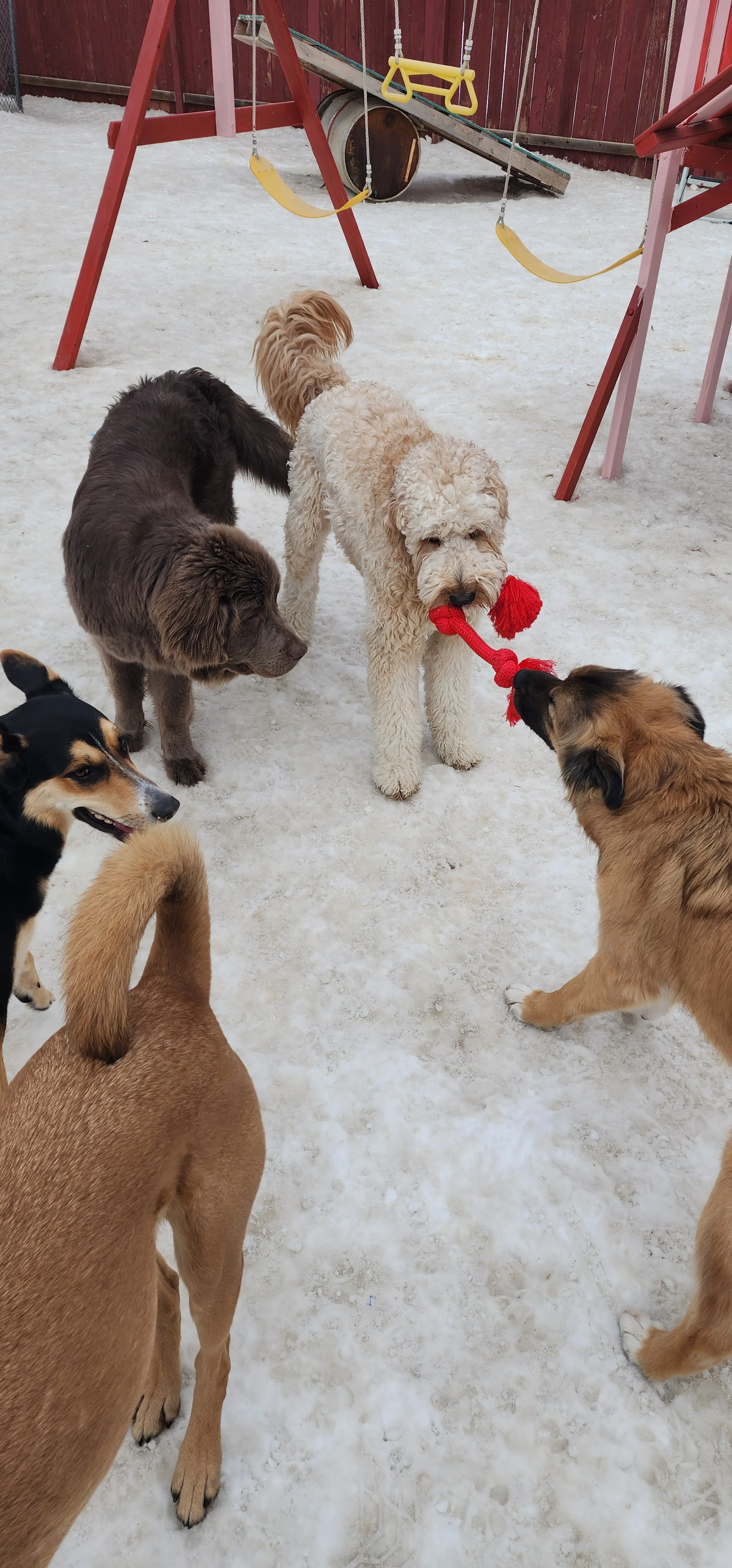 playtime_sherpa.jpg