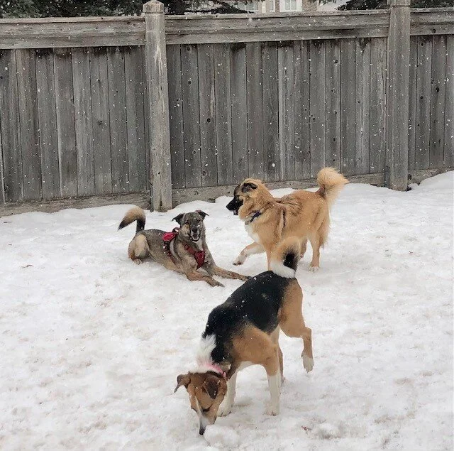 chaponSherpa.jpg
