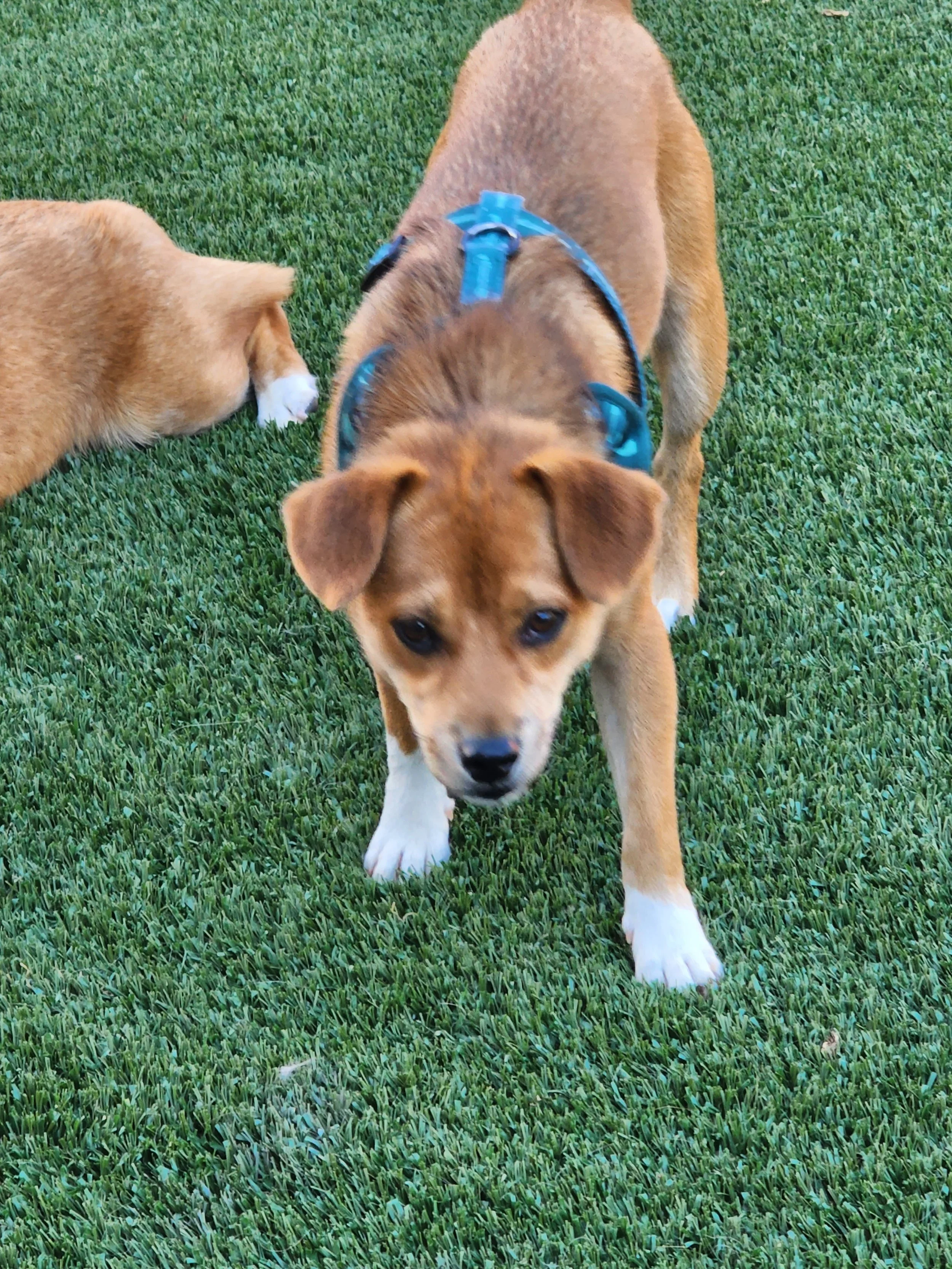 playtime-harvey.jpg