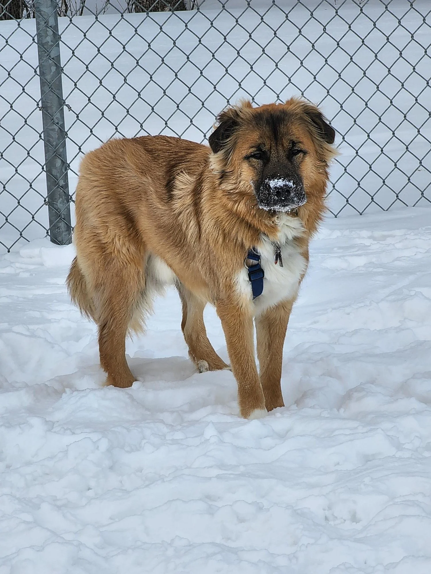 Sherpa loves the snow!