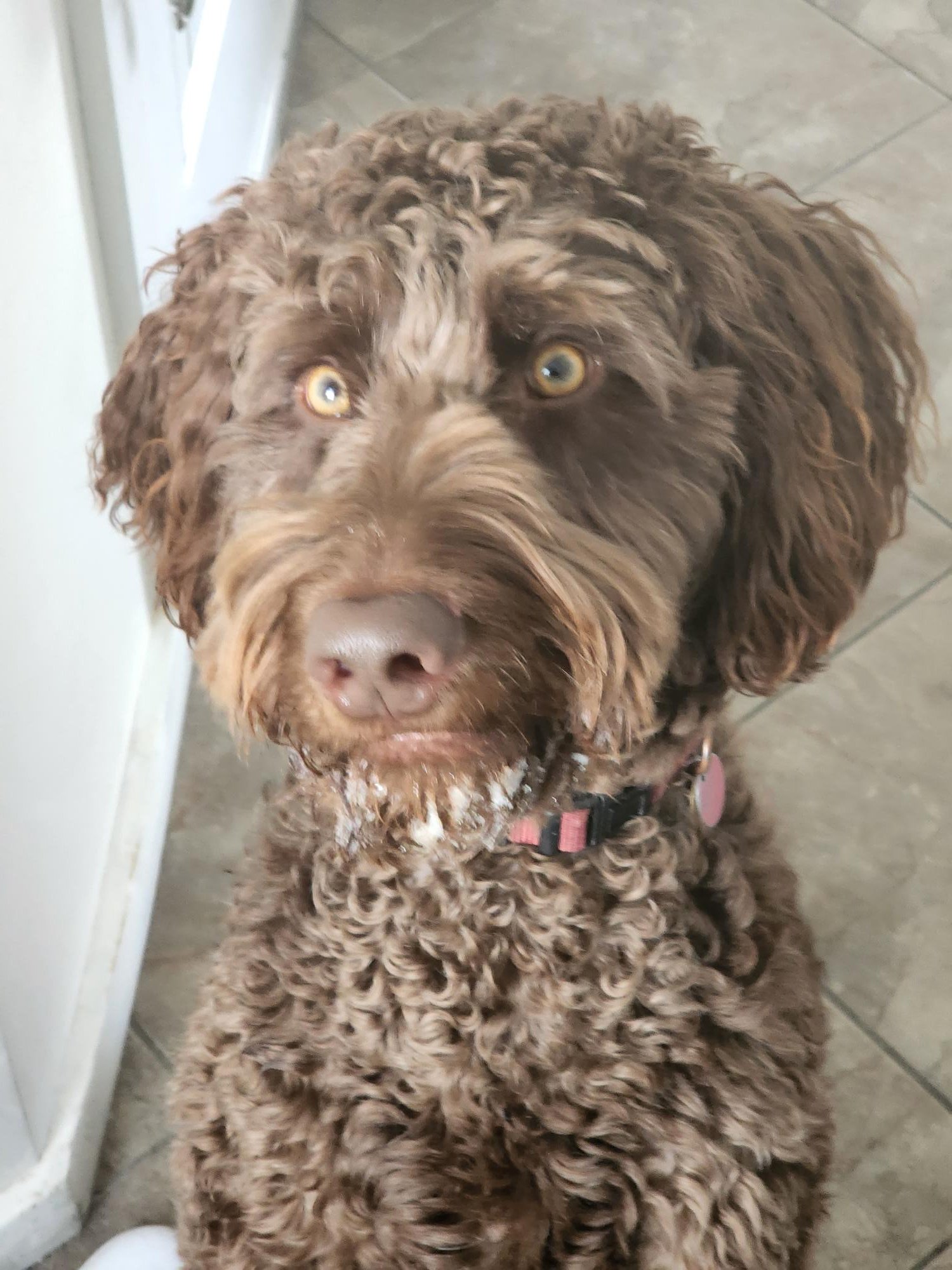 Bentley sits for a treat