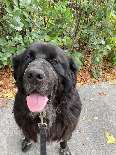 walking-bigpup.png