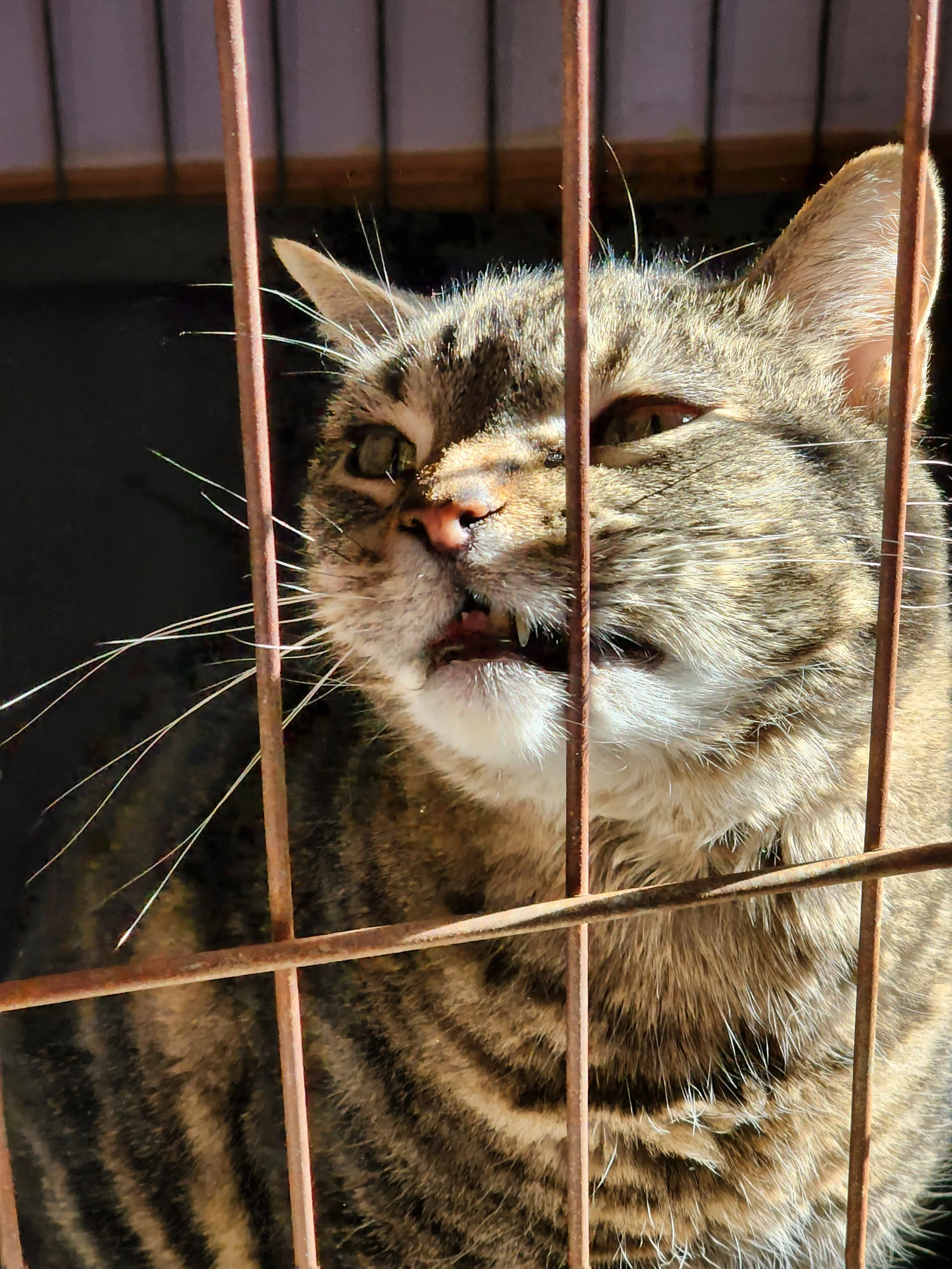 Dodger is making sure the dogs know the kennel is his