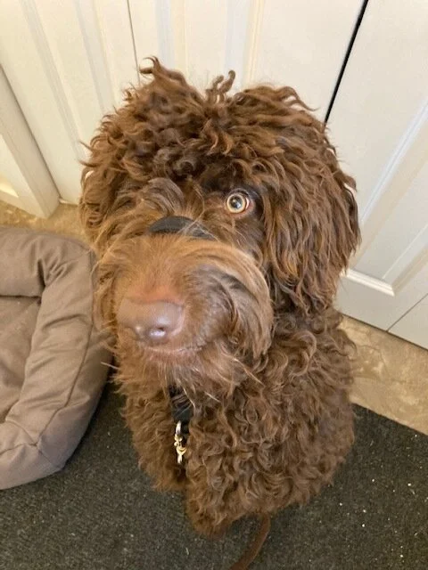 Bentley is ready to go