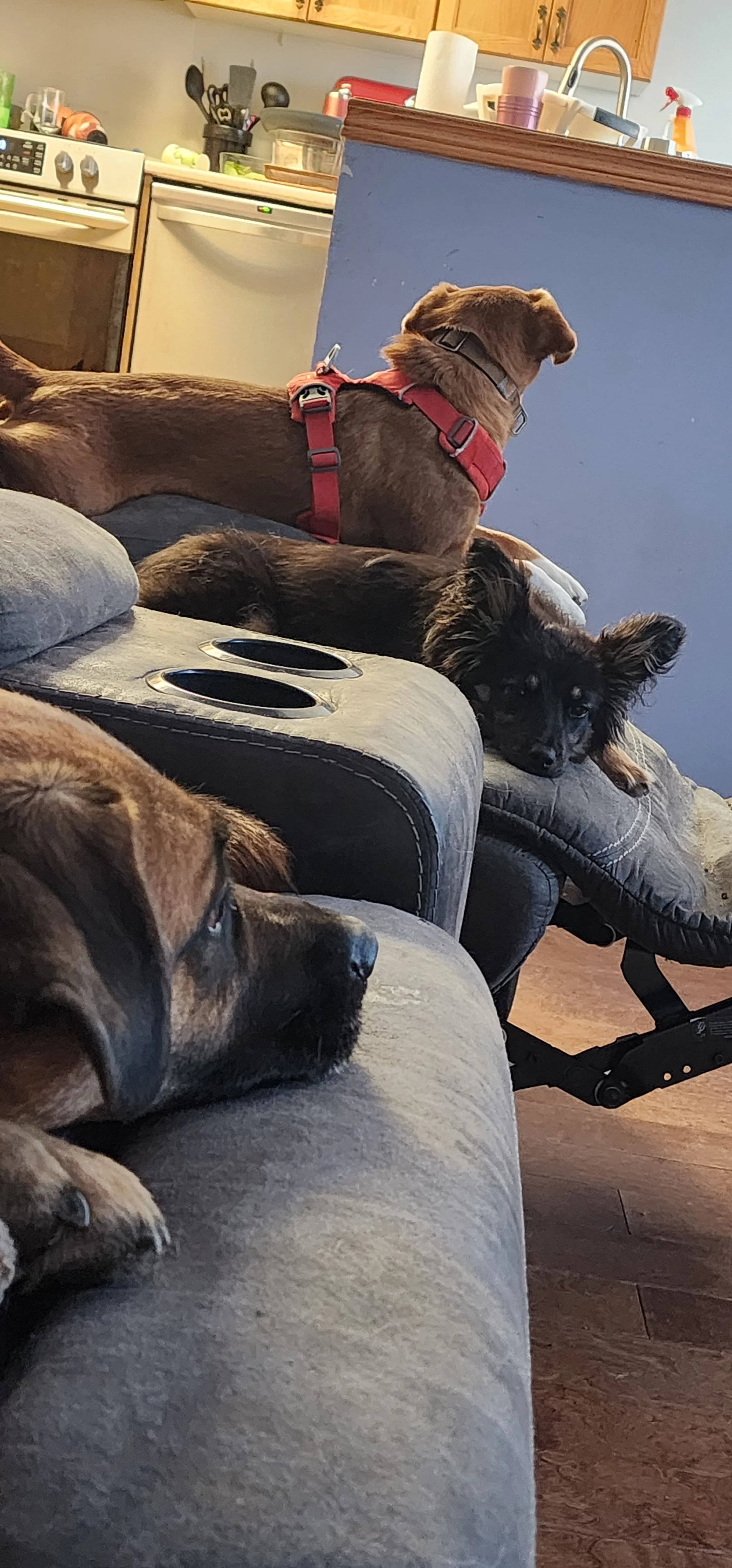 naptime_harvey.jpg