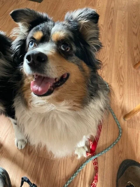 Rembrandt waiting patiently for his walk