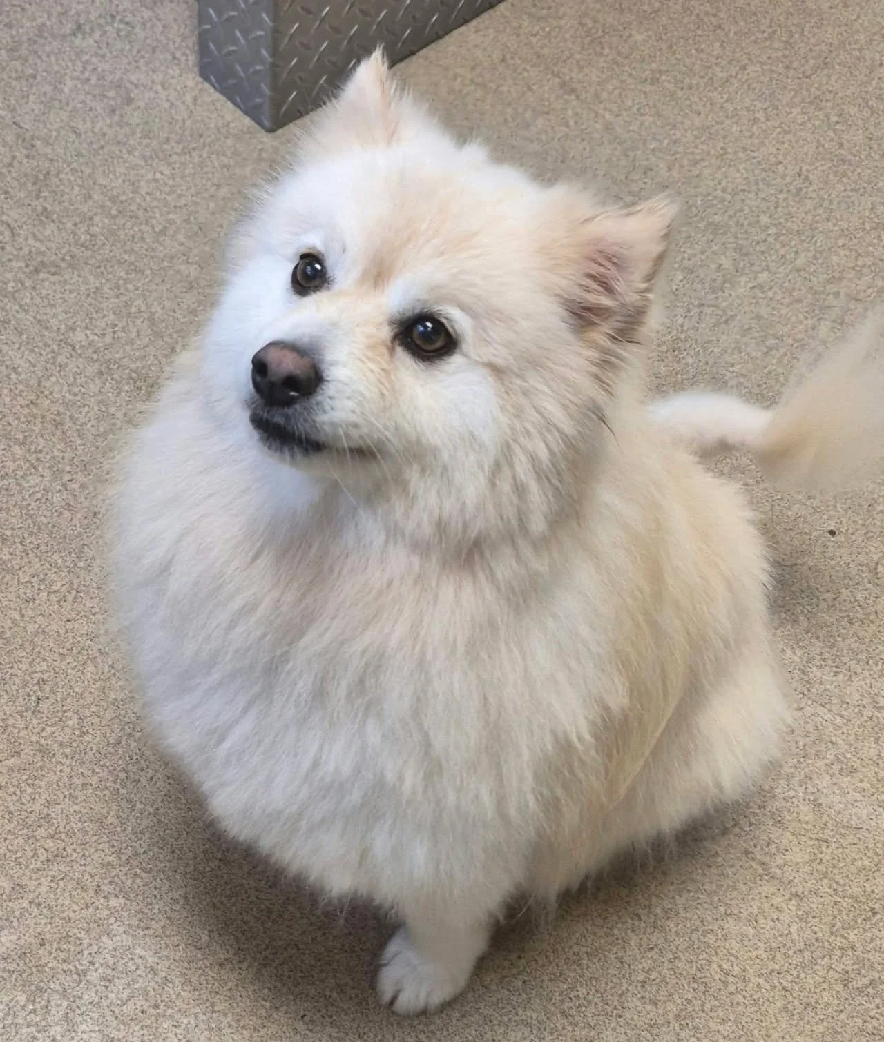 Scruff to Fluff (Double coat)