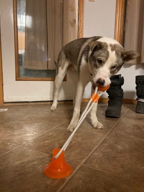 playtime_romeo.jpg