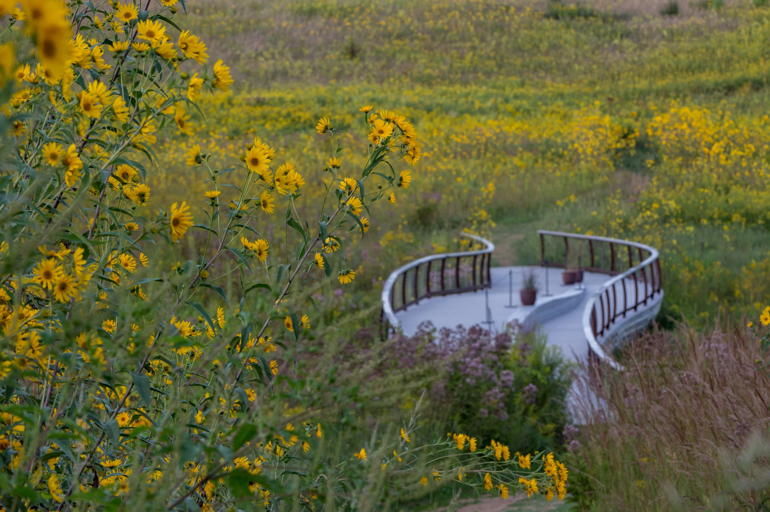152503_Meadow_Davis_Harold_Hank_Longwood_Volunteer_Photographer_.jpg
