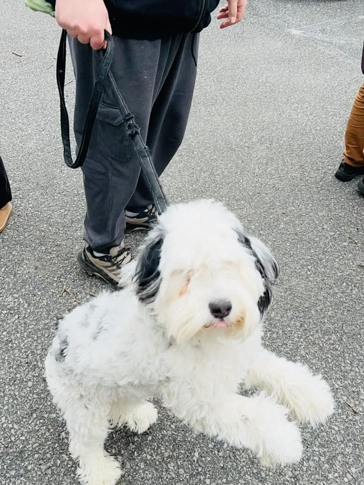 Bike Swap 2026! What a day!! So many bikes going to new homes! Thank you @bikeatoga for helping fix bikes, thank you @mobilebevvies for serving up some amazing drinks, thank you @togasafetoschool for the Saratoga Bike Bus, and thank you to all our do