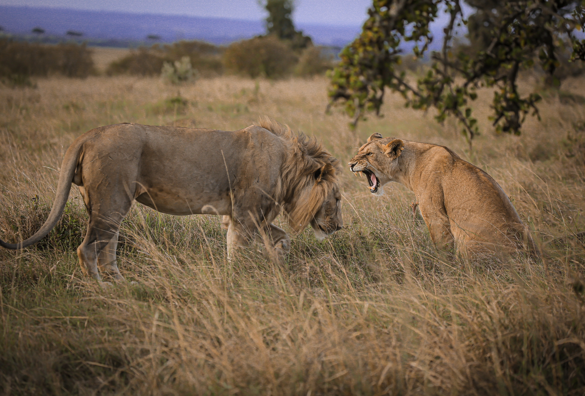 Dépaysement grandeur nature