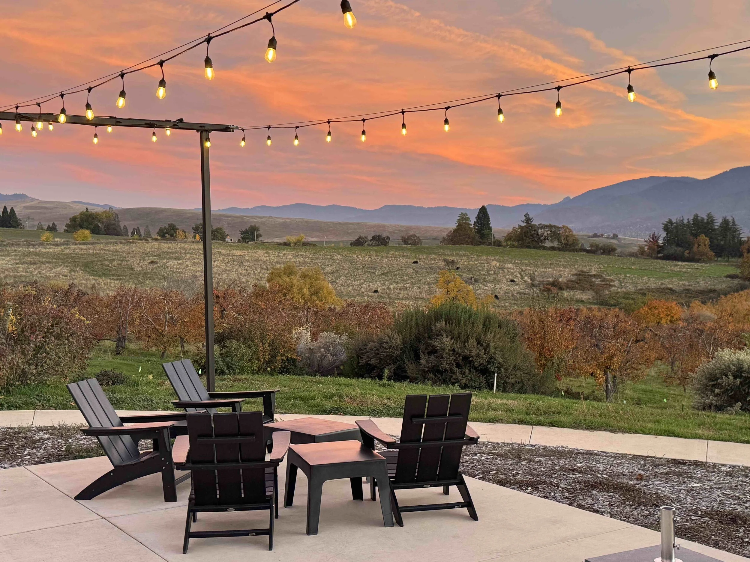 Friday Night Pizza and Special Library Zin