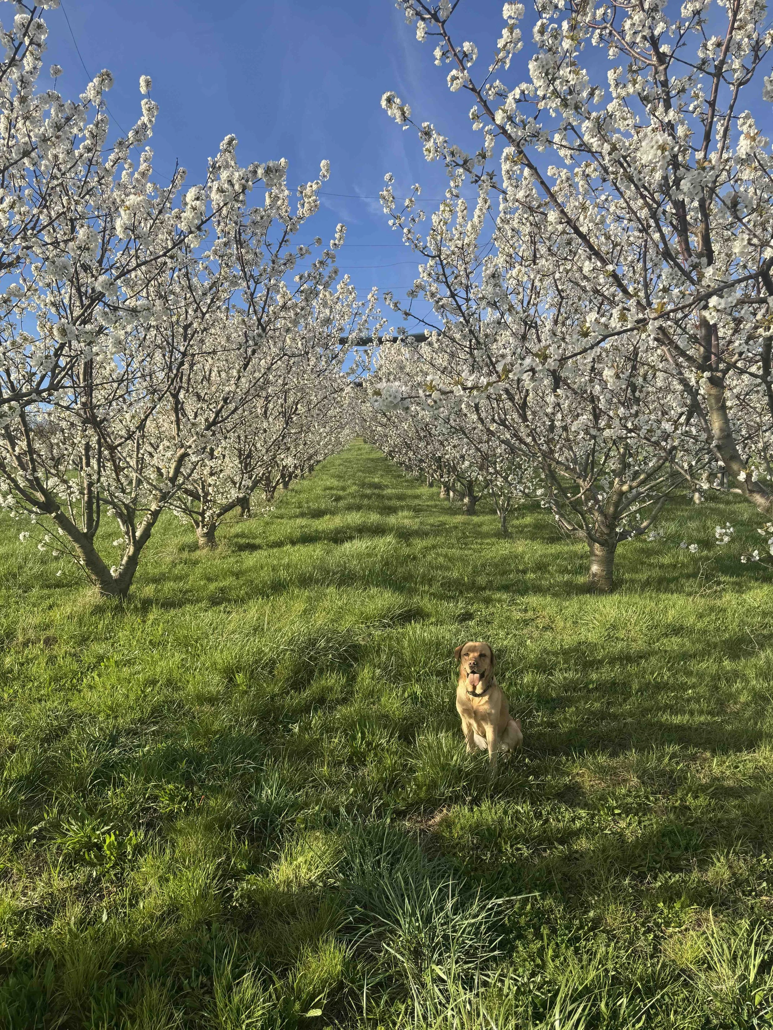 Wine With Everything: Long Walk at Long Walk Vineyard with Addie the Lab and Tim the Owner