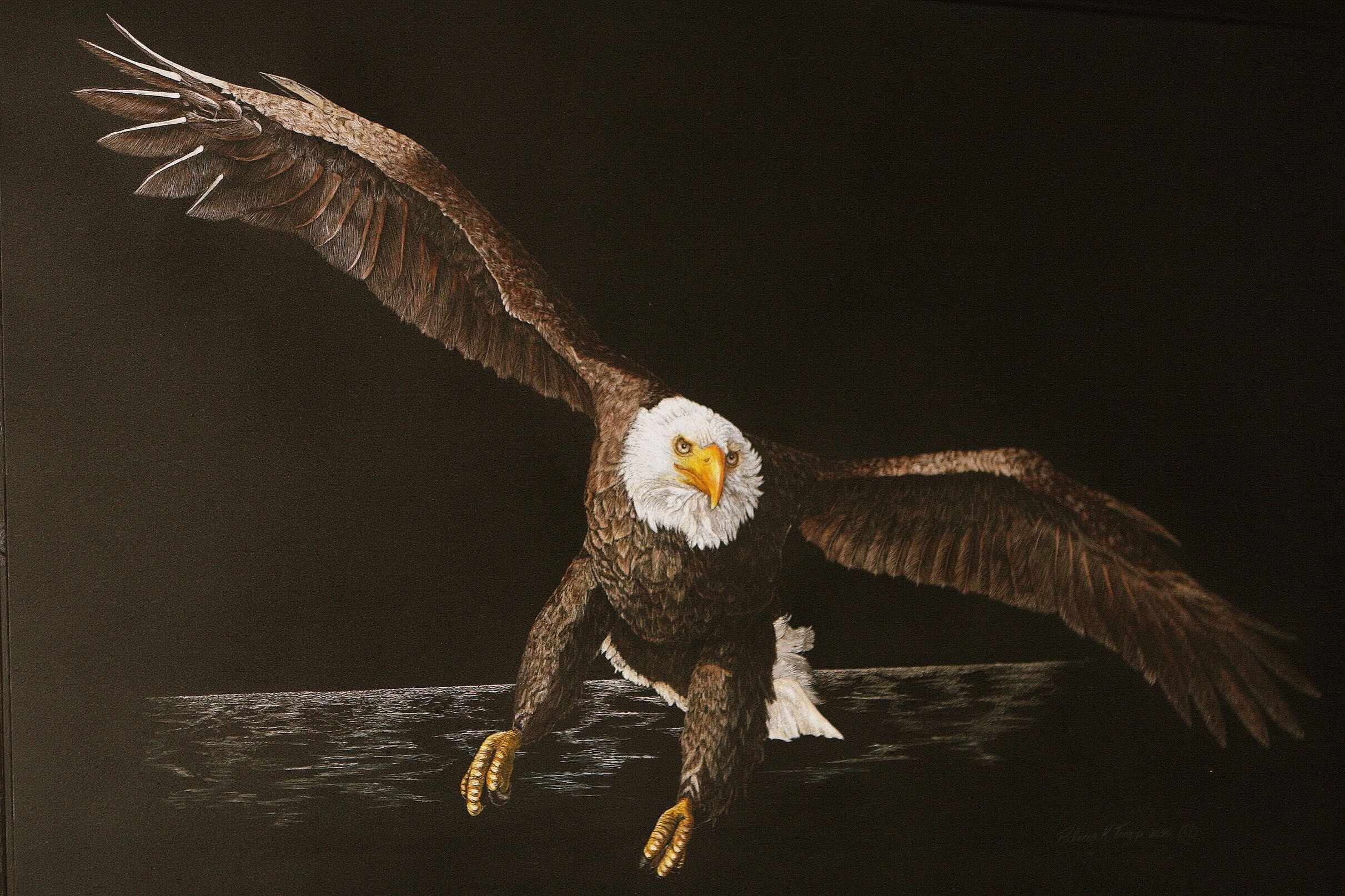 "Brian's Eagle". 24x36" Scratchart