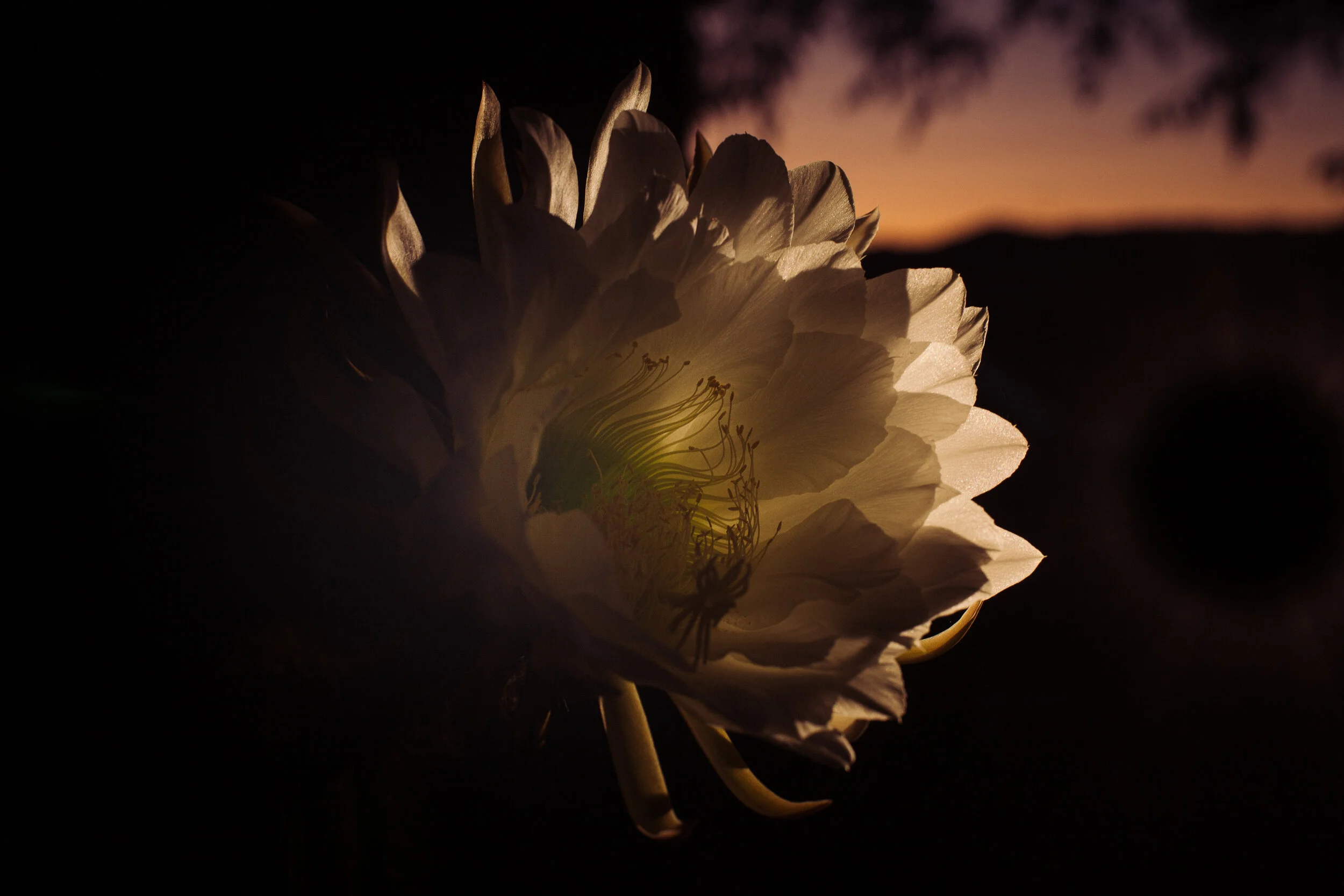 flowering cactus at sunrise