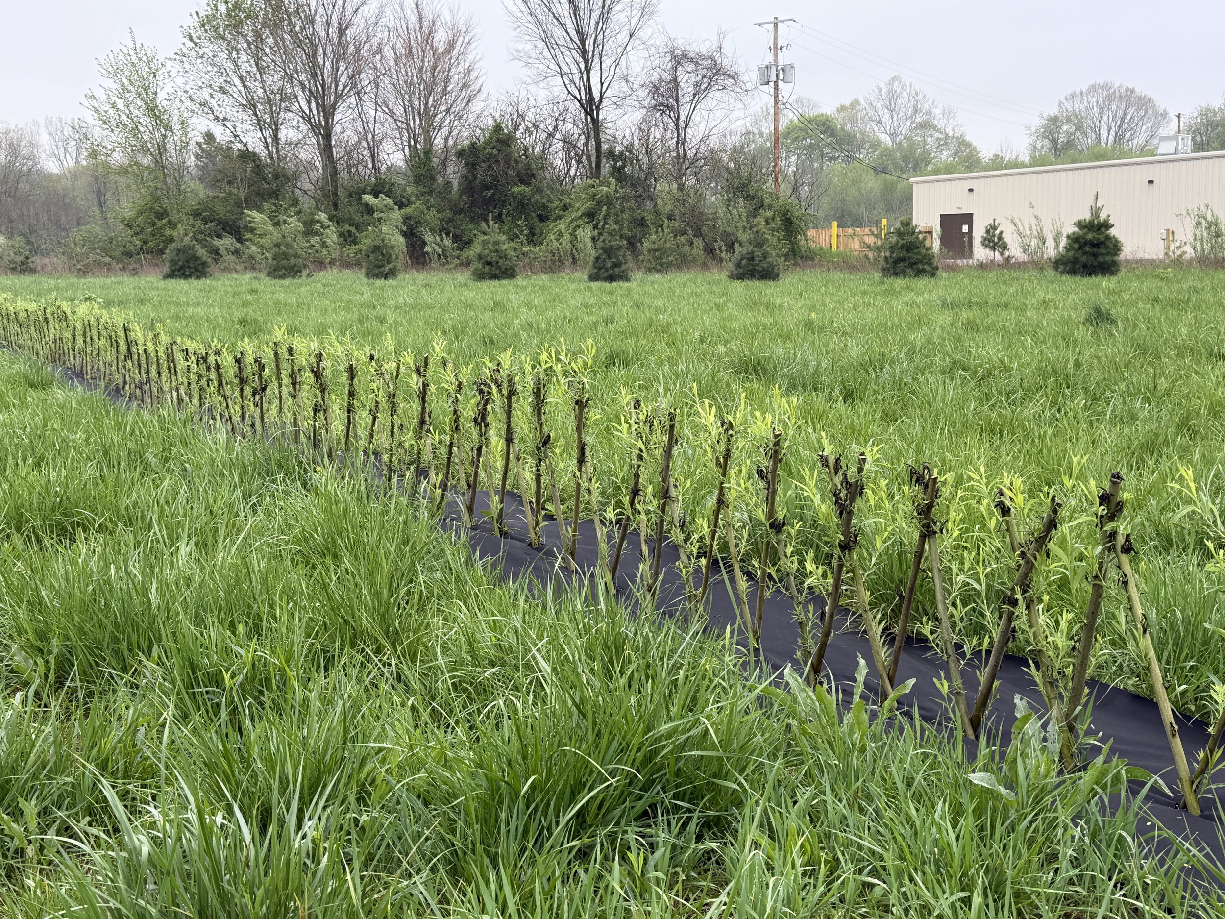 3 ft rods hedge 2.jpeg