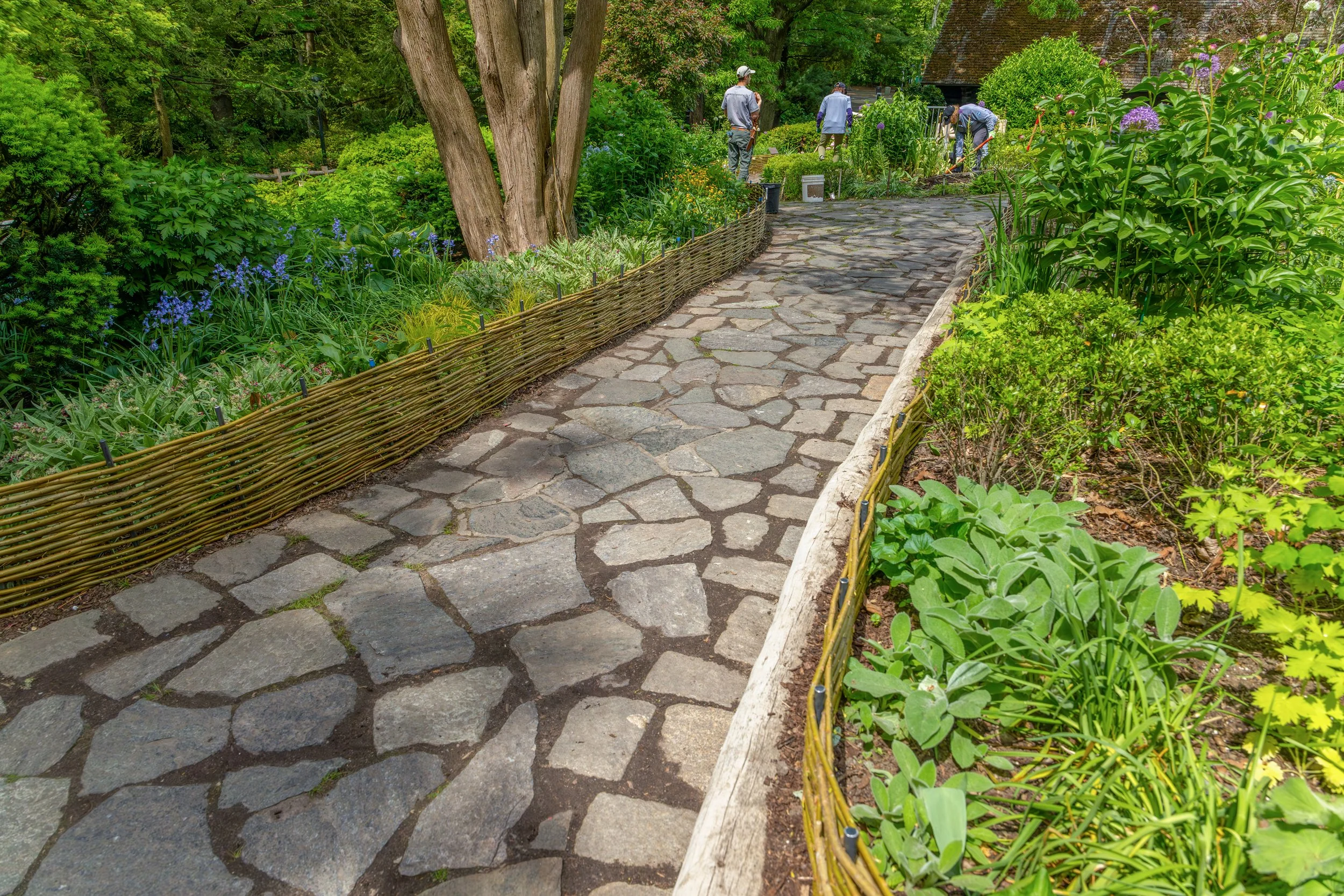 ShakespeareGarden_WattleFence_20260513_21.jpg