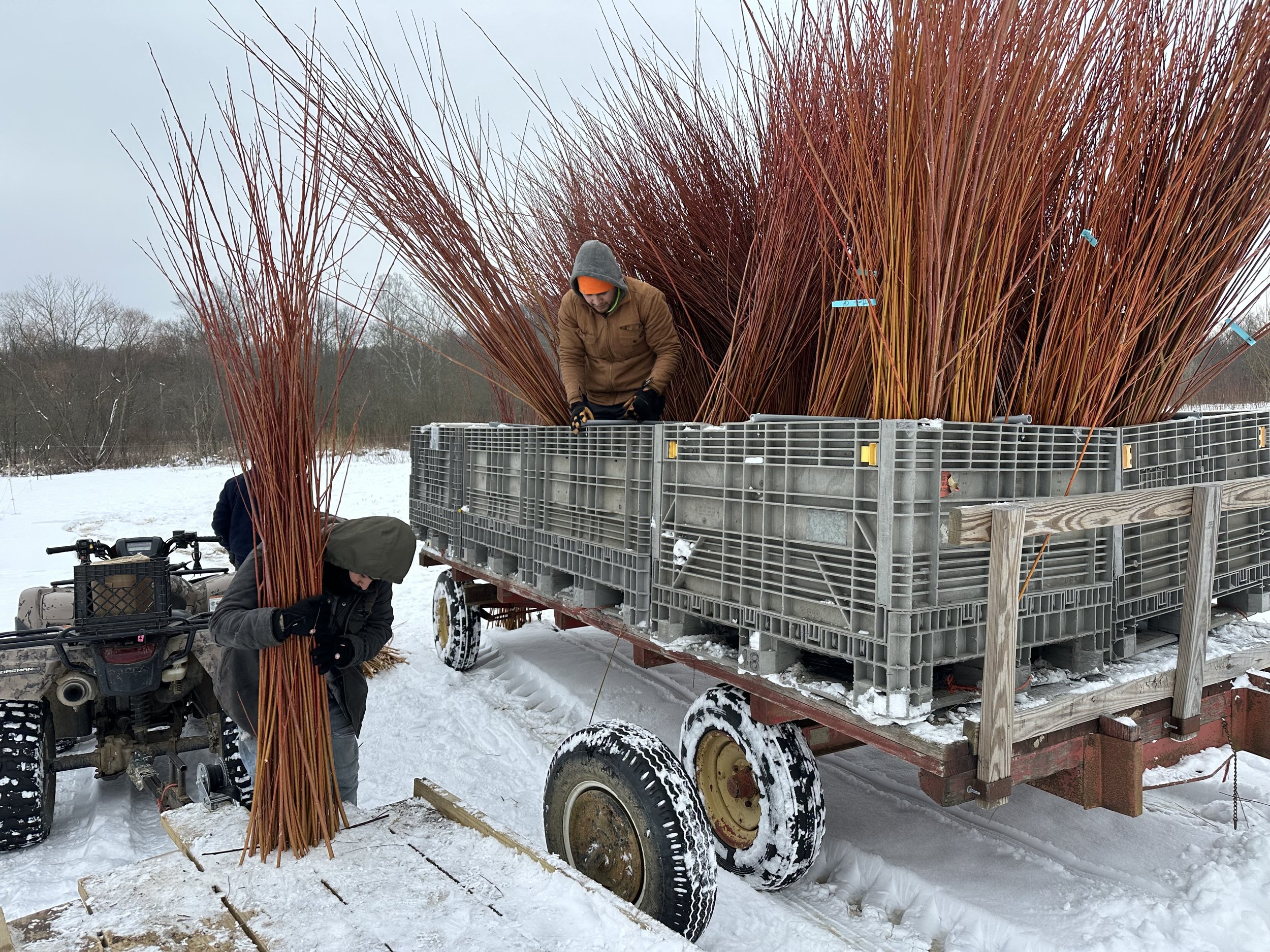 Living-Willow-Farm-loading-harvest.jpeg