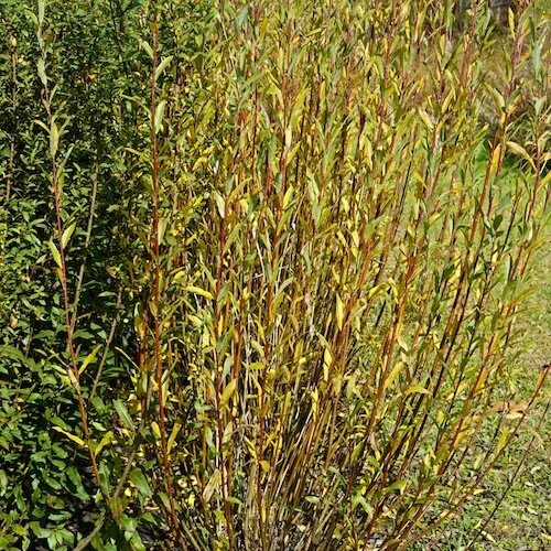 Willow Species Types of Willow — LIVING WILLOW FARM