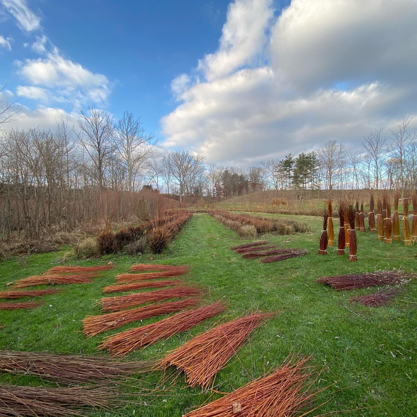 Willow harvest 2020
Beautiful colors available for your weaving projects. Hand cutand organically grown.  #willow #willowweaving #willowbranches #willowfarm #coppicing #wovenwillow #wovenart #livingwillow