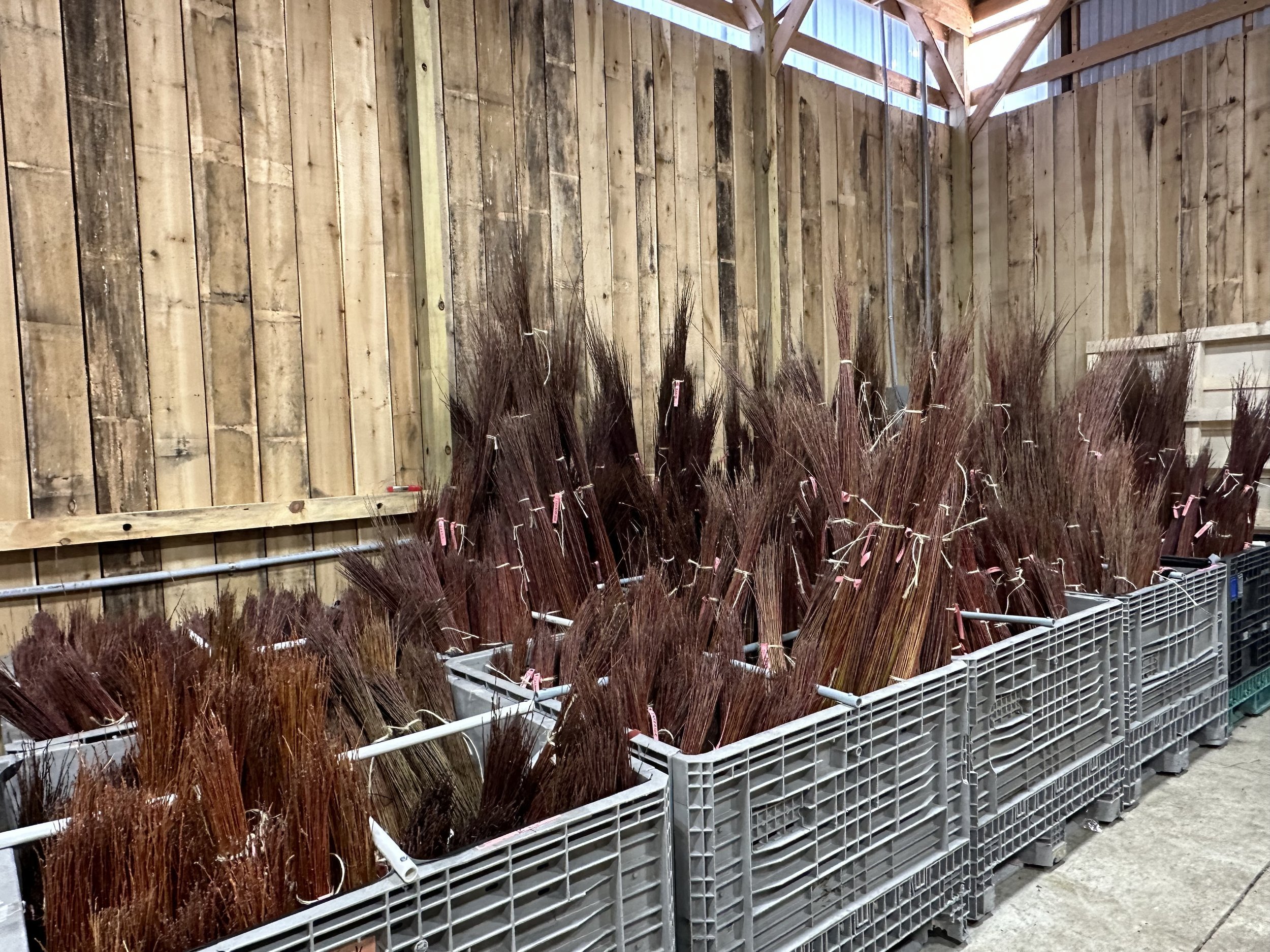 Living-Willow-Farm-stored-bundles-for-weaving.jpeg