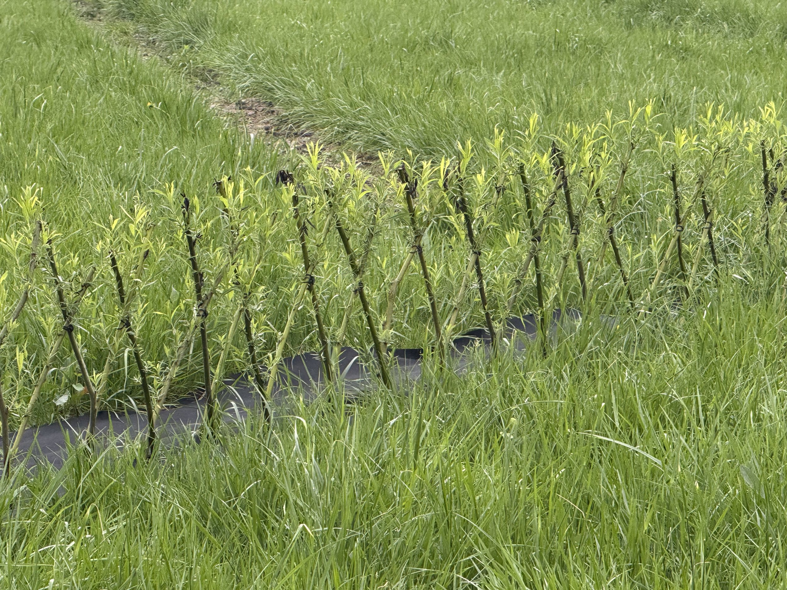 Living-Willow-Farm-3ft-hedge-kit-product-close-up.jpeg