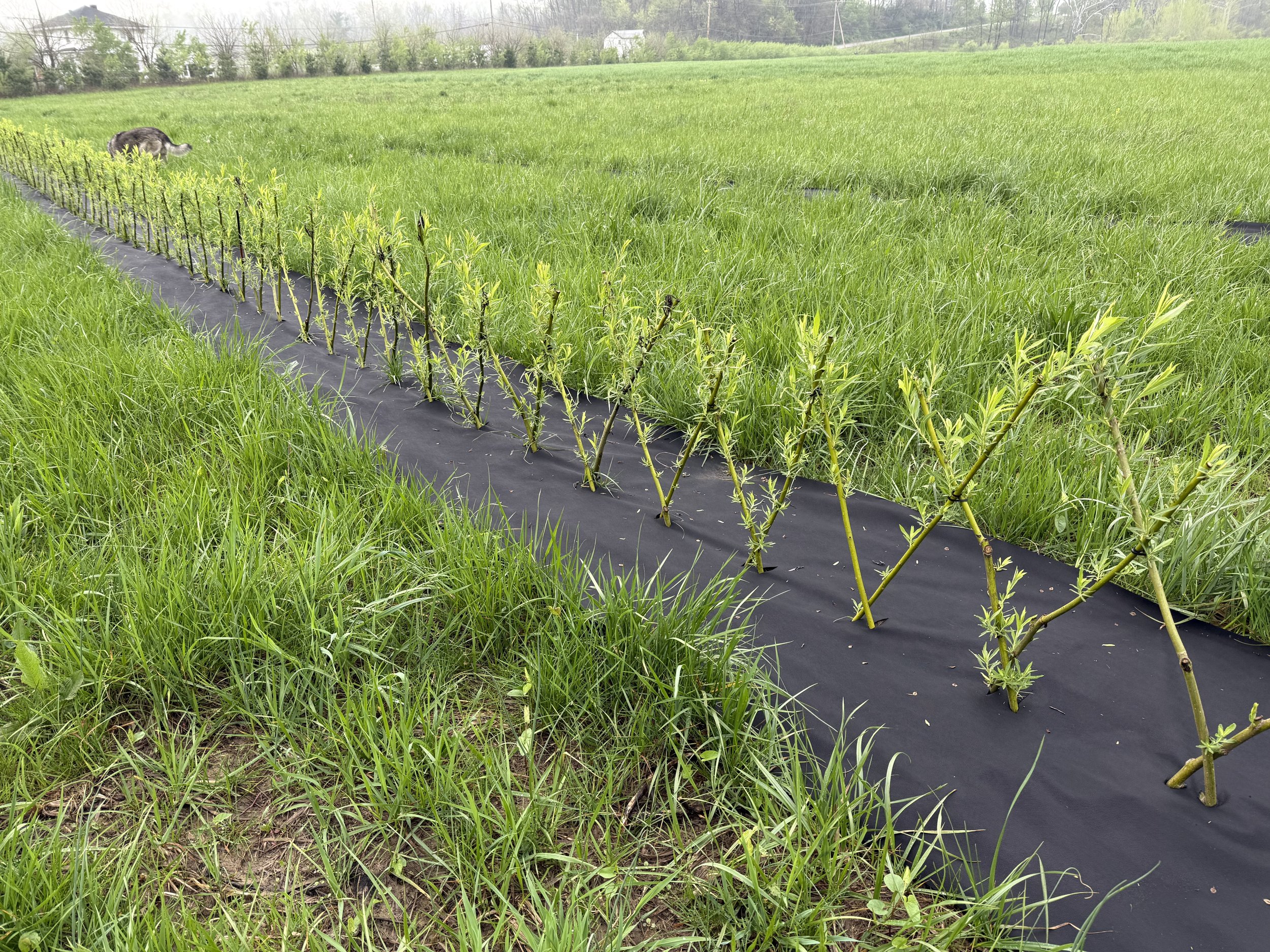3 ft rods hedge.jpeg