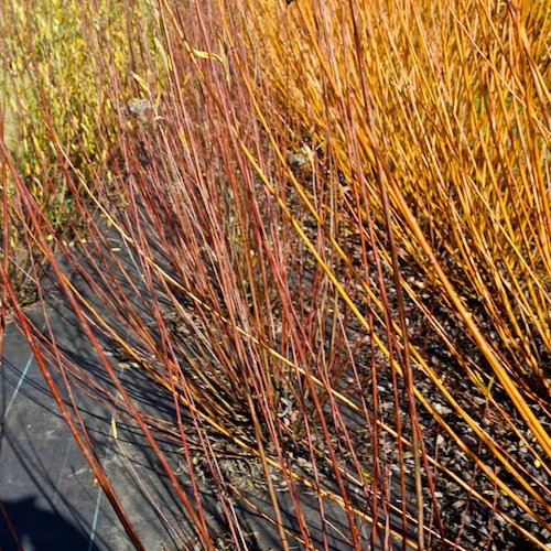 Salix Purpurea Fragilis