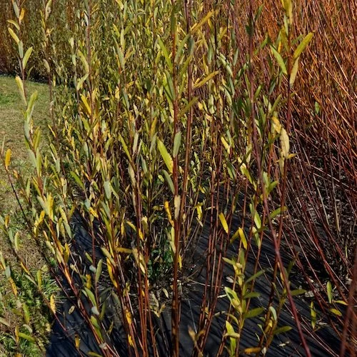 Salix Purpurea
