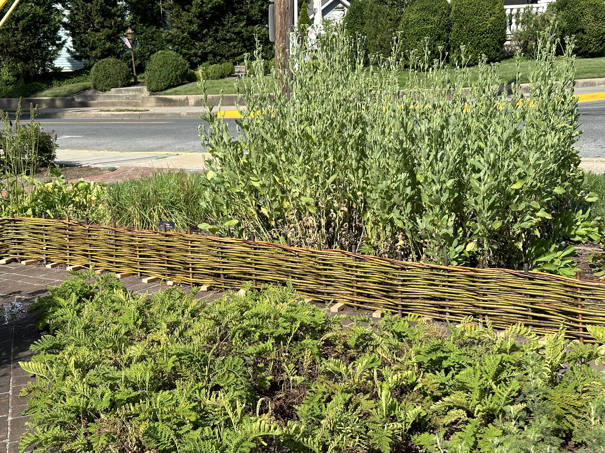 Living-Willow-Farm-Garden-Structures-Wattle-Kit-Long-Dry-Rods-Border.jpeg