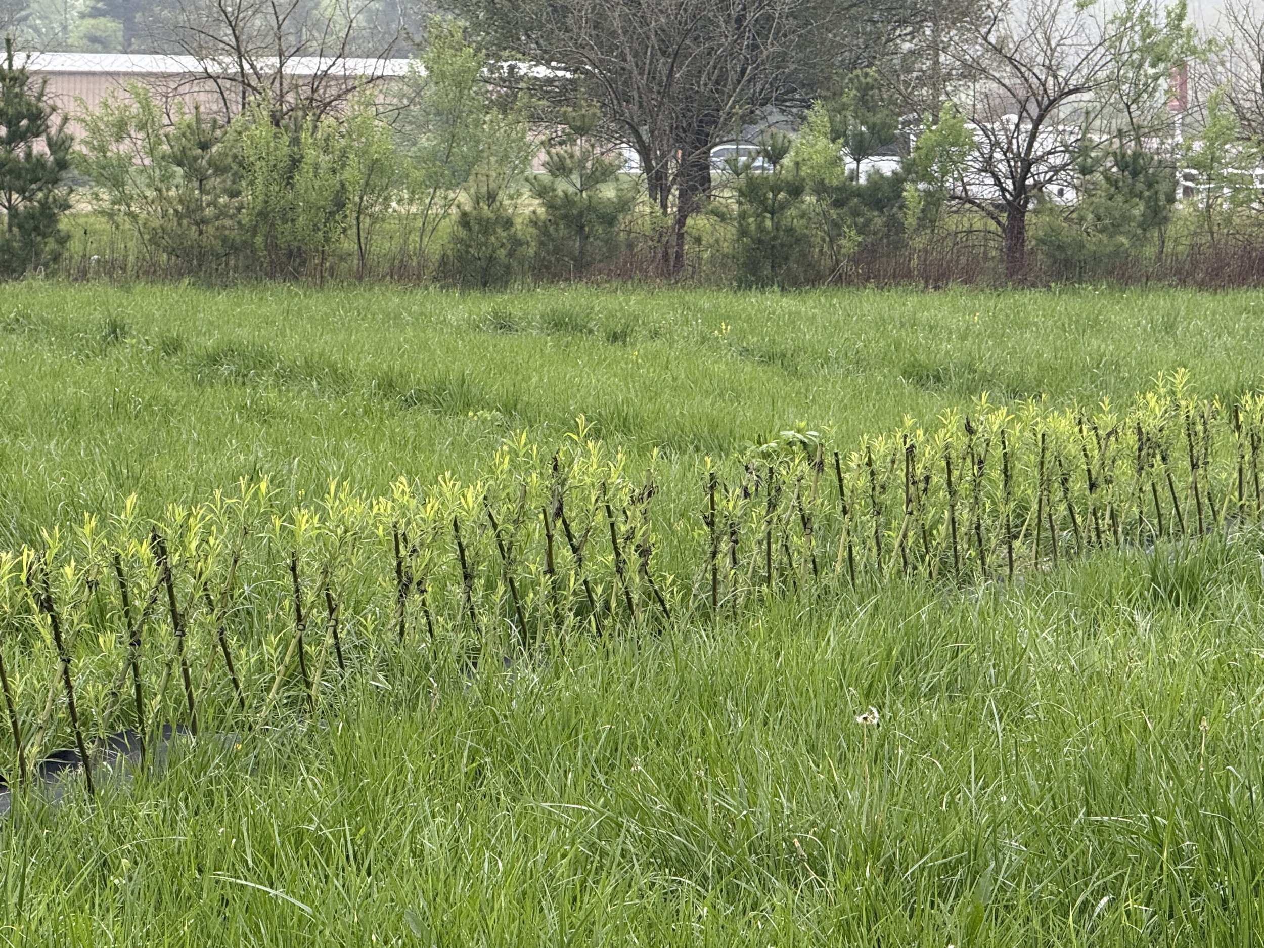 Living-Willow-Farm-3ft-hedge-kit-product.jpeg