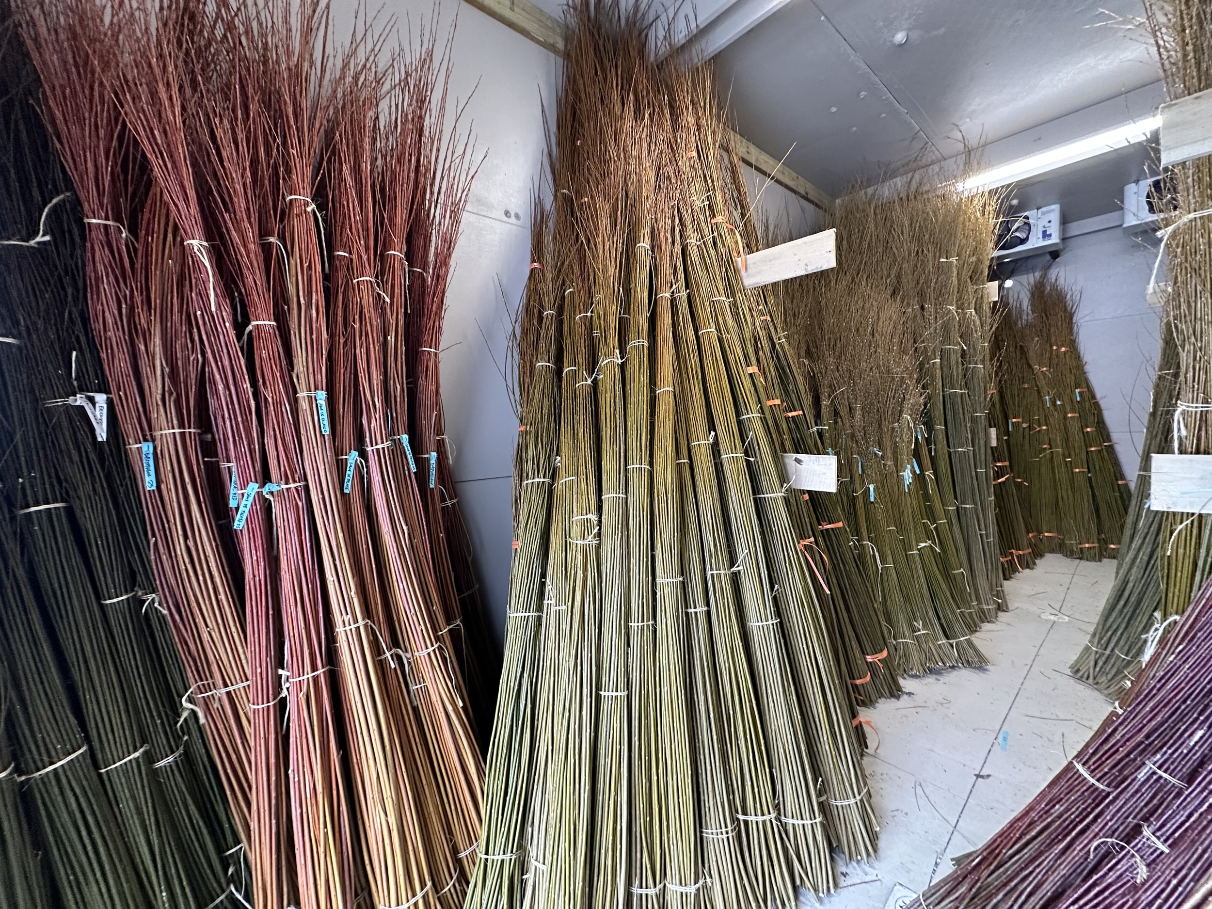 Living-Willow-Farm-bundles-for-living-structures-in-cooler.jpeg