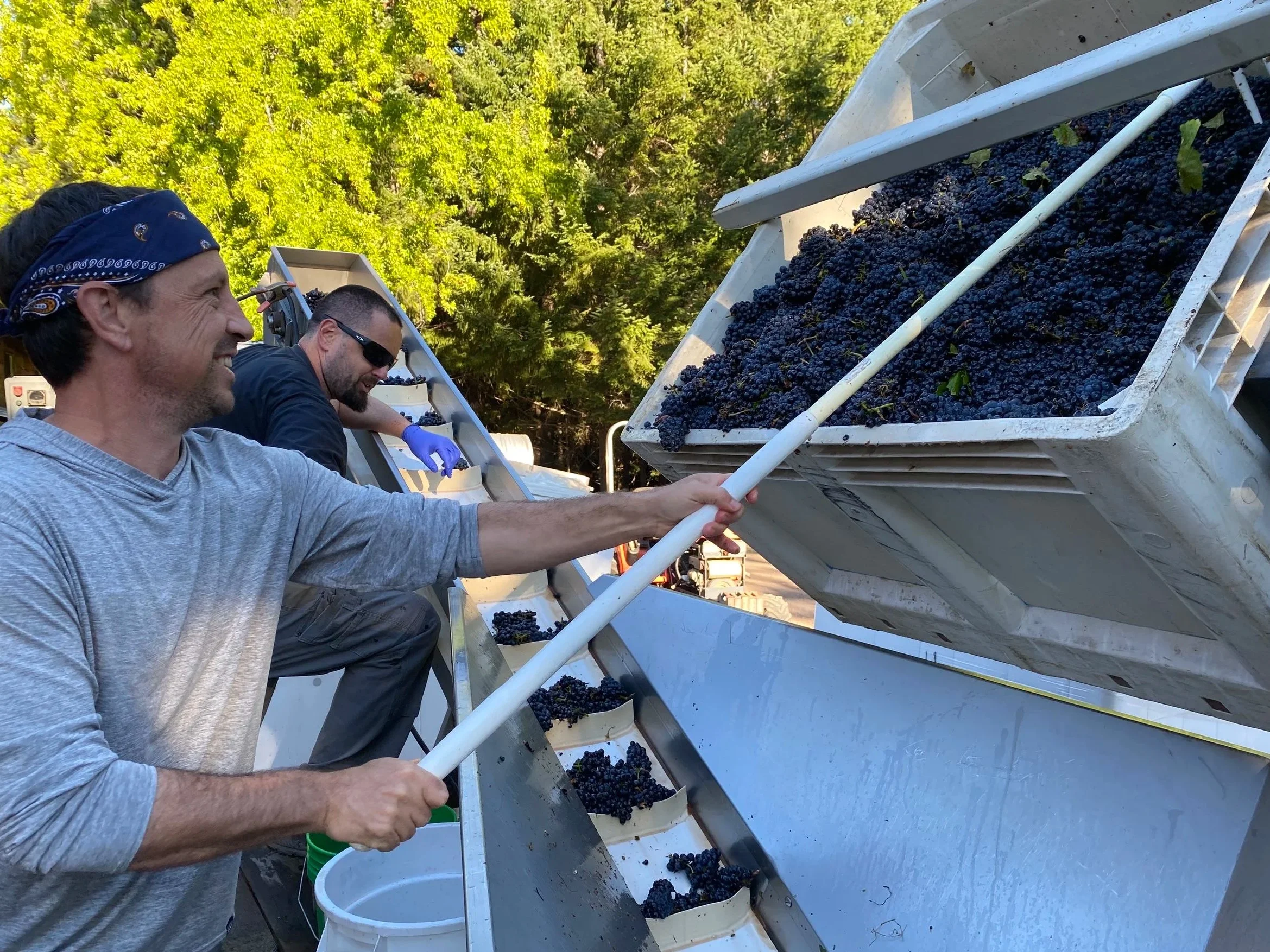 Winemaker Phillip rakes fruit into conveyor