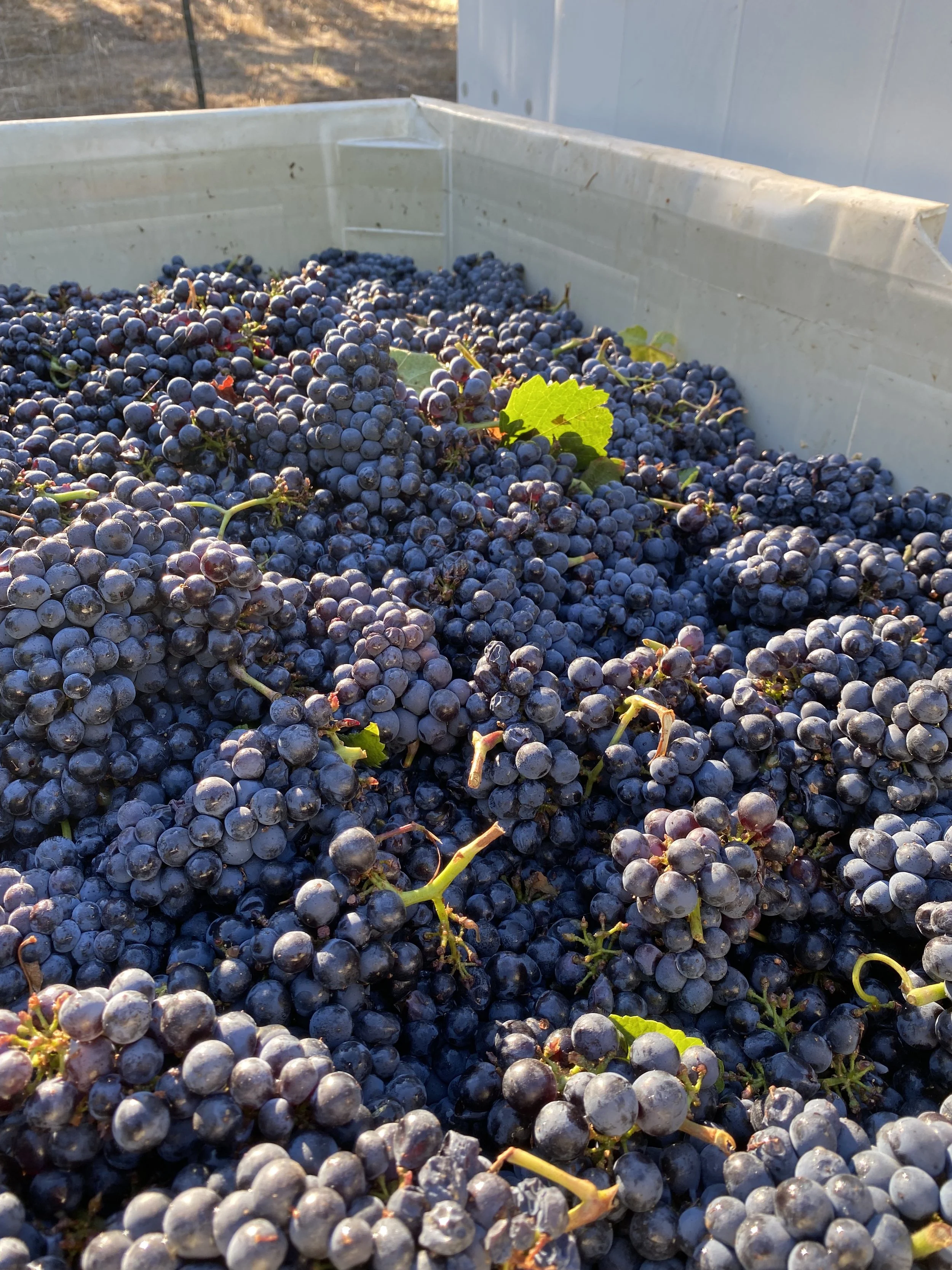 Early morning Pinot Noir fruit arrives at the winery!