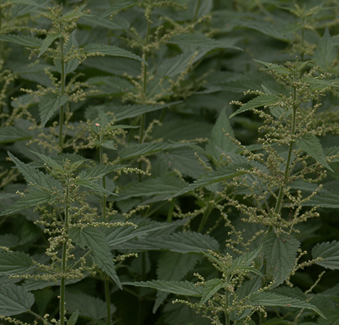 Nettle Monograph