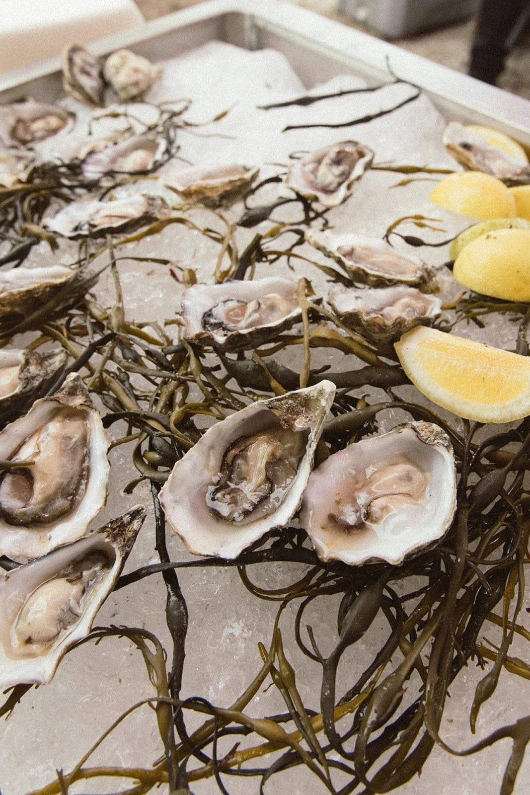 Freshly shucked raw oysters in a tracy of ice with lemon and seaweed scattered around