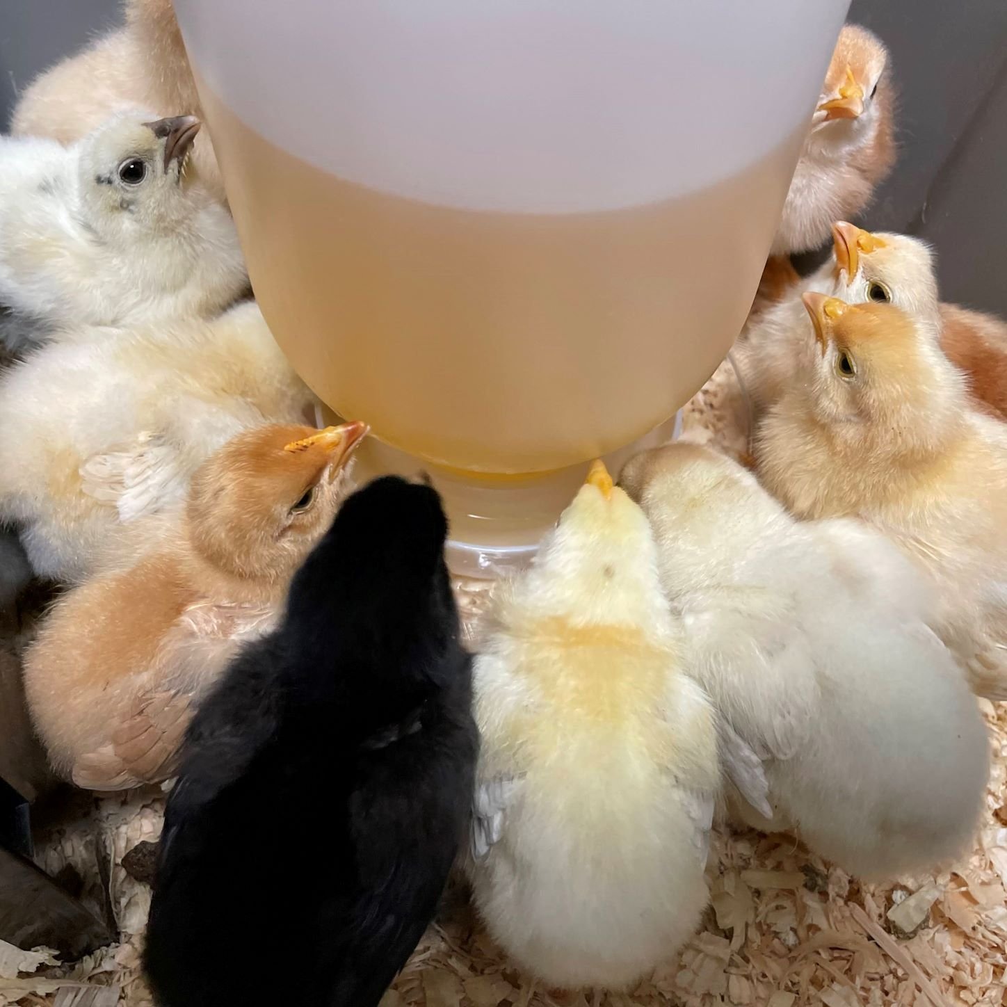 chicks crop resize.jpeg