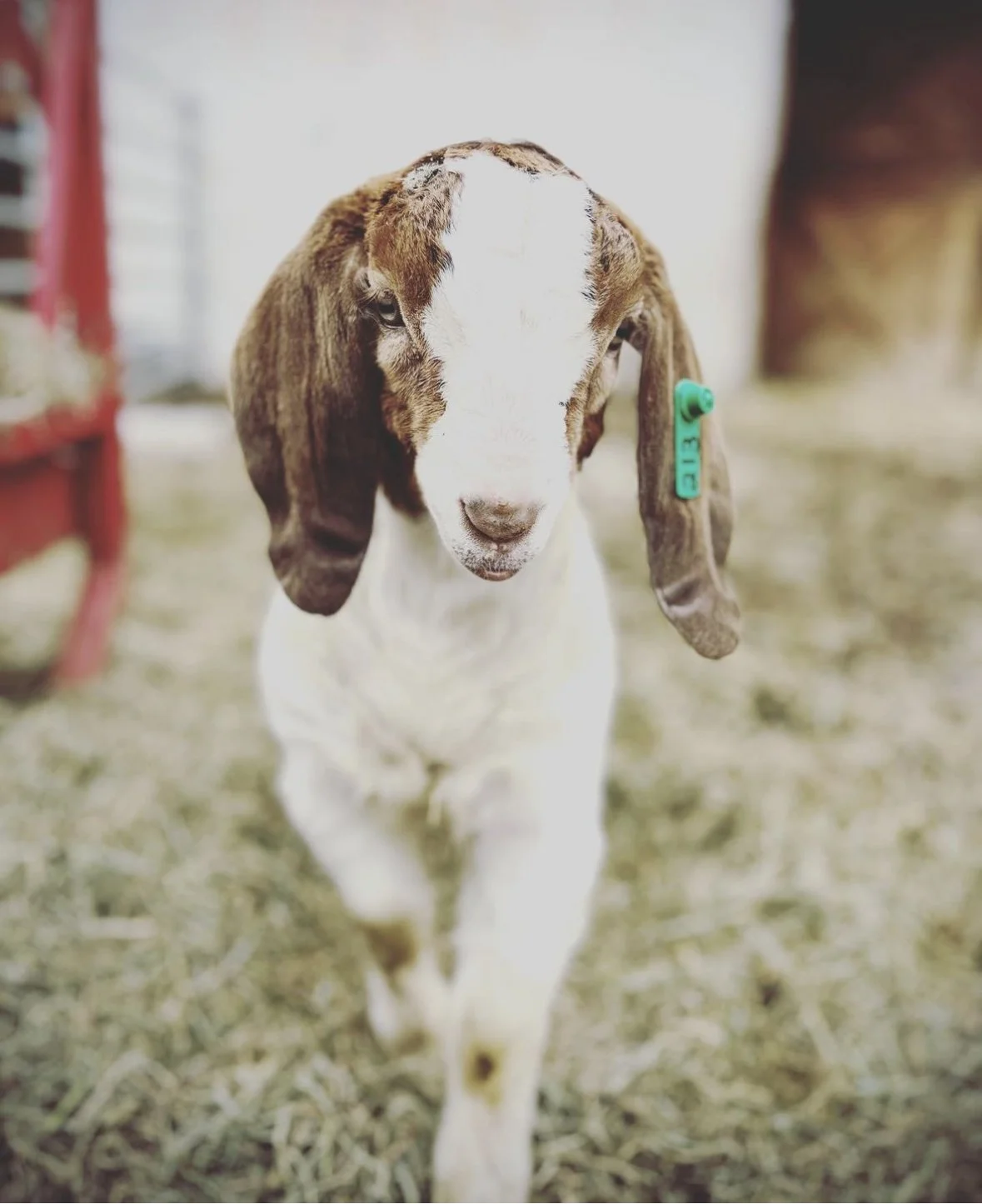 Current Events — Bowers Farm