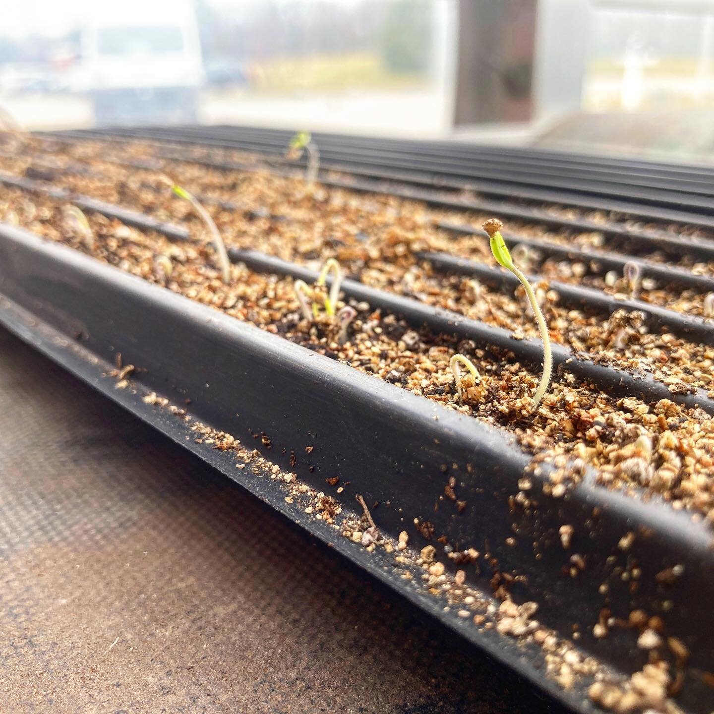 And so it begins. We have tomato and onion plants germinating in the greenhouse, with more plants being seeded every week. There is so much possibility in these little seedlings!