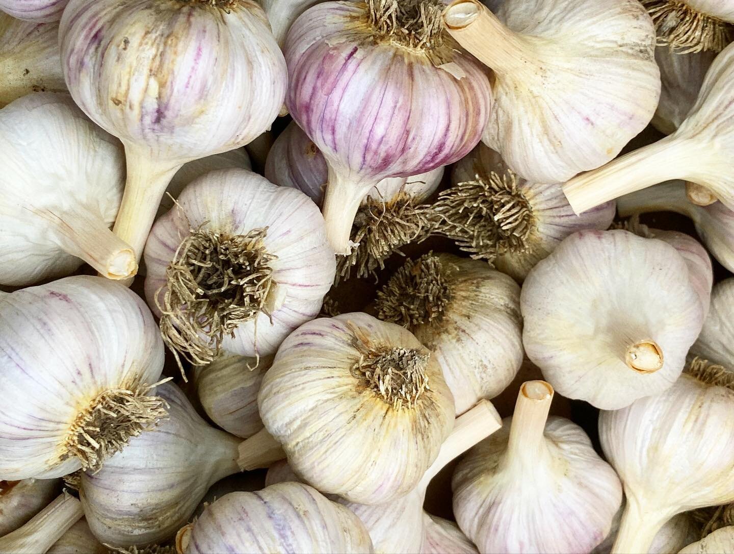 The farm store is open today and tomorrow 9-4. This is the last weekend of the season so be sure to stock up on garlic, carrots, onions, radishes, and beets!