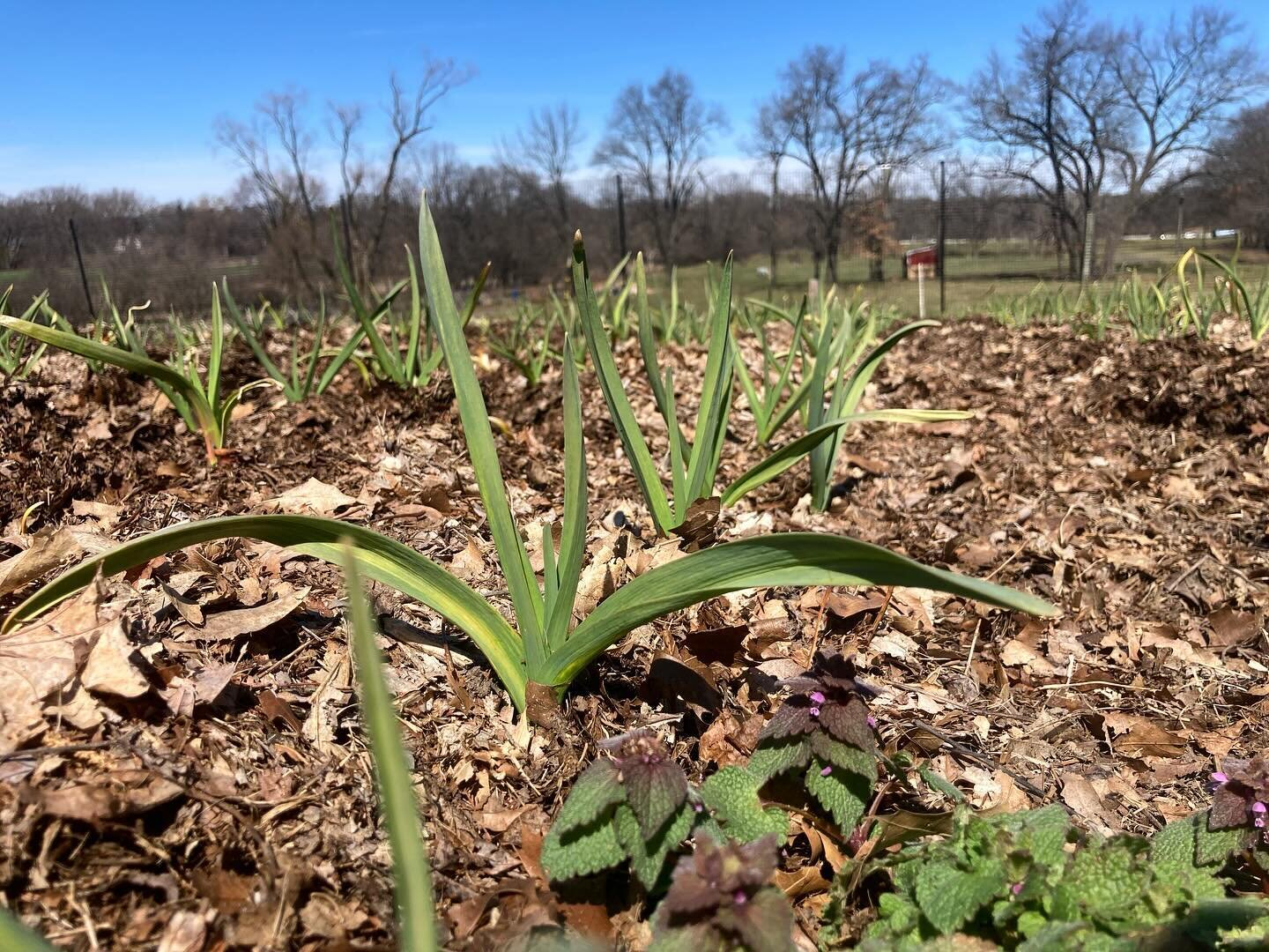 It must be Spring because the garlic is coming up! We are growing more than 2,000 bulbs and 7 varieties, both hard neck and soft neck.