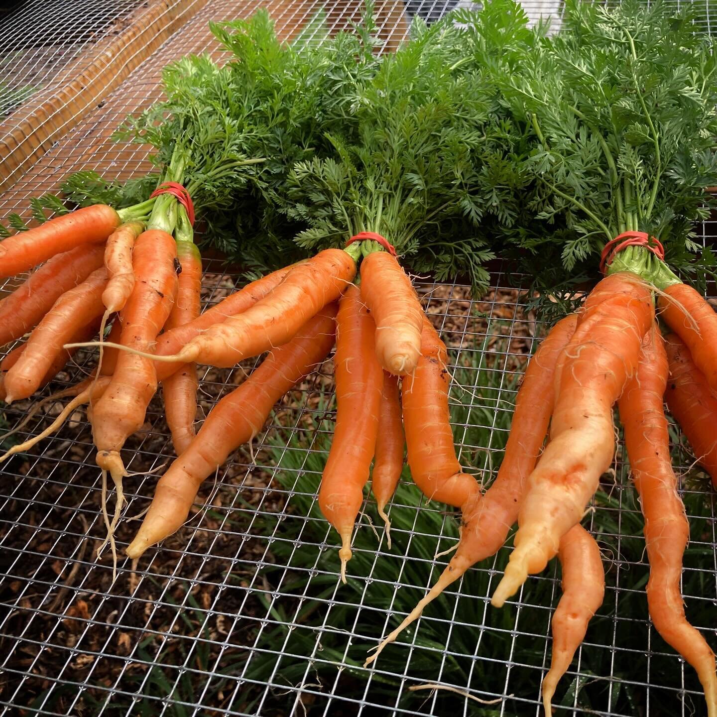 These carrots may look a little gnarly but they sure are sweet. We seeded them in the hoop house last fall so they&rsquo;ve had all winter to convert starches into sugar- their defense against freezing. A few bunches are available in the farm store t