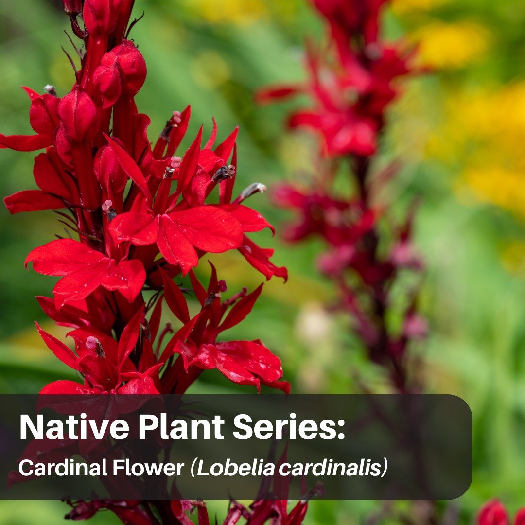 The Cardinal flower is a favorite of hummingbirds, which it relies on for pollination. It requires wet soil and full or partial sun and grows well in ditches or other low spots, as well as near swamps or other bodies of water. 

The Cardinal Flower i