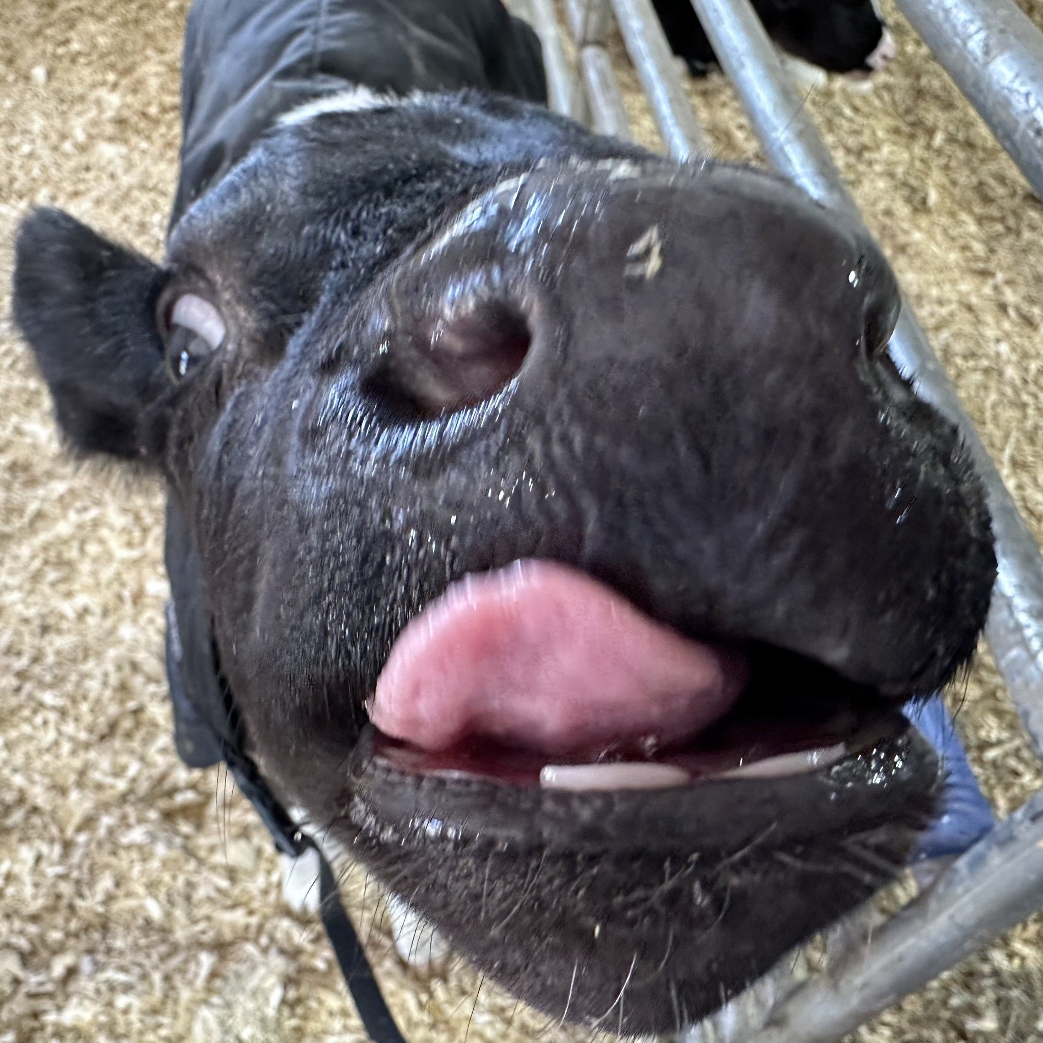 It's a beautiful day on the farm! 
Come on out to get a little fresh air and sunshine, say hi to our barnyard bunch, and stay for a bit of our farm to plate food.  New today - our chicken brats are getting grilled up for lunch and dinner.  Take in th