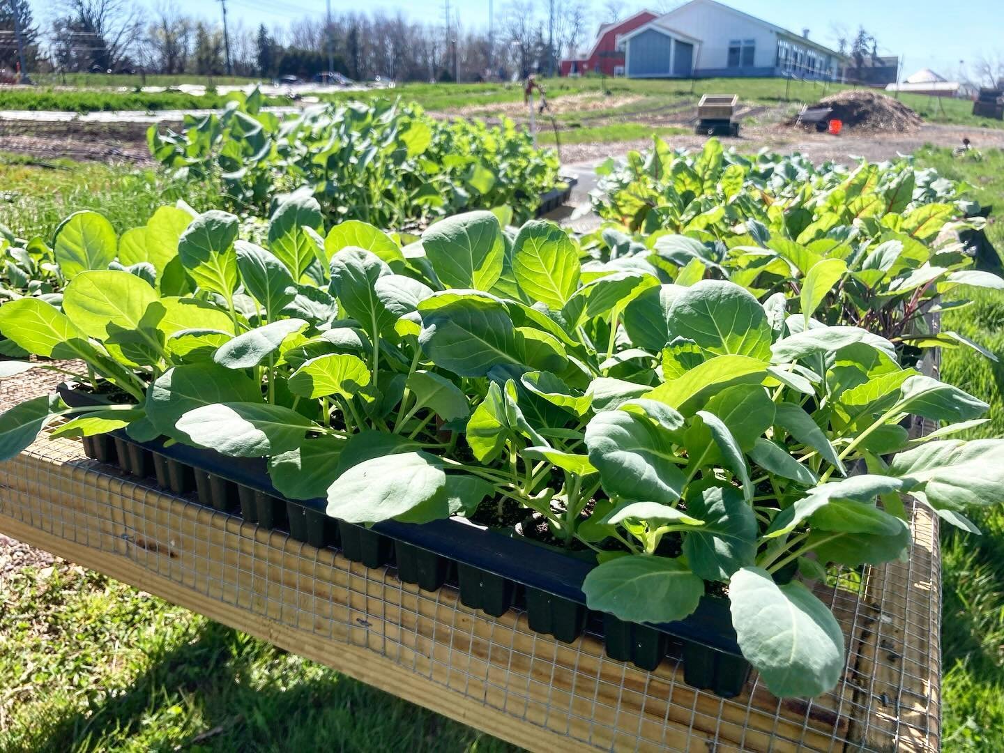 So many little veggie transplants are ready to be planted in the field.  We moved them outside yesterday so they can get acclimated to the elements before we put them in the ground. By Thursday we should have the beds prepped, the irrigation set up, 