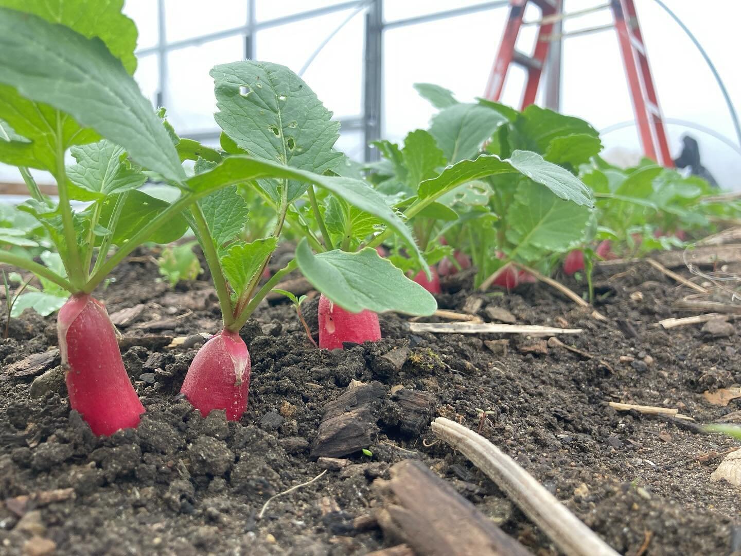 We&rsquo;ve just begun planting outside but we are harvesting a good selection of veggies from the hoop house. Radish, spinach, baby chard, carrots, and scallions are available in the farm store this weekend. And chef Kathy has made a salad out of al