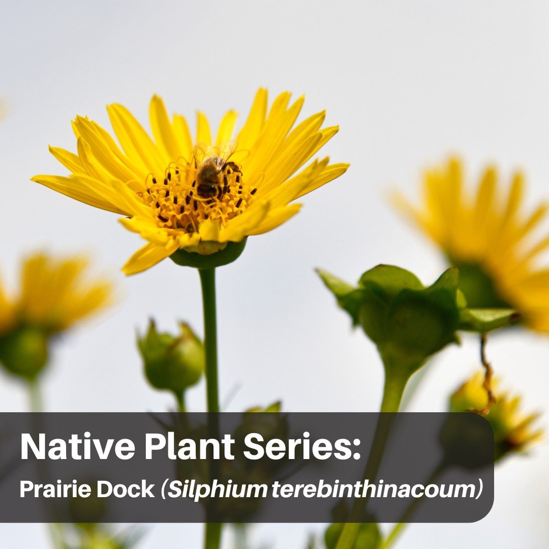 Prairie Dock blooms in late summer and its seeds are a favorite of birds, and native bees use them for nesting and pollen. It grows deep roots in moist soil, and can become very drought resistant once it is established. The broad part of the flower f