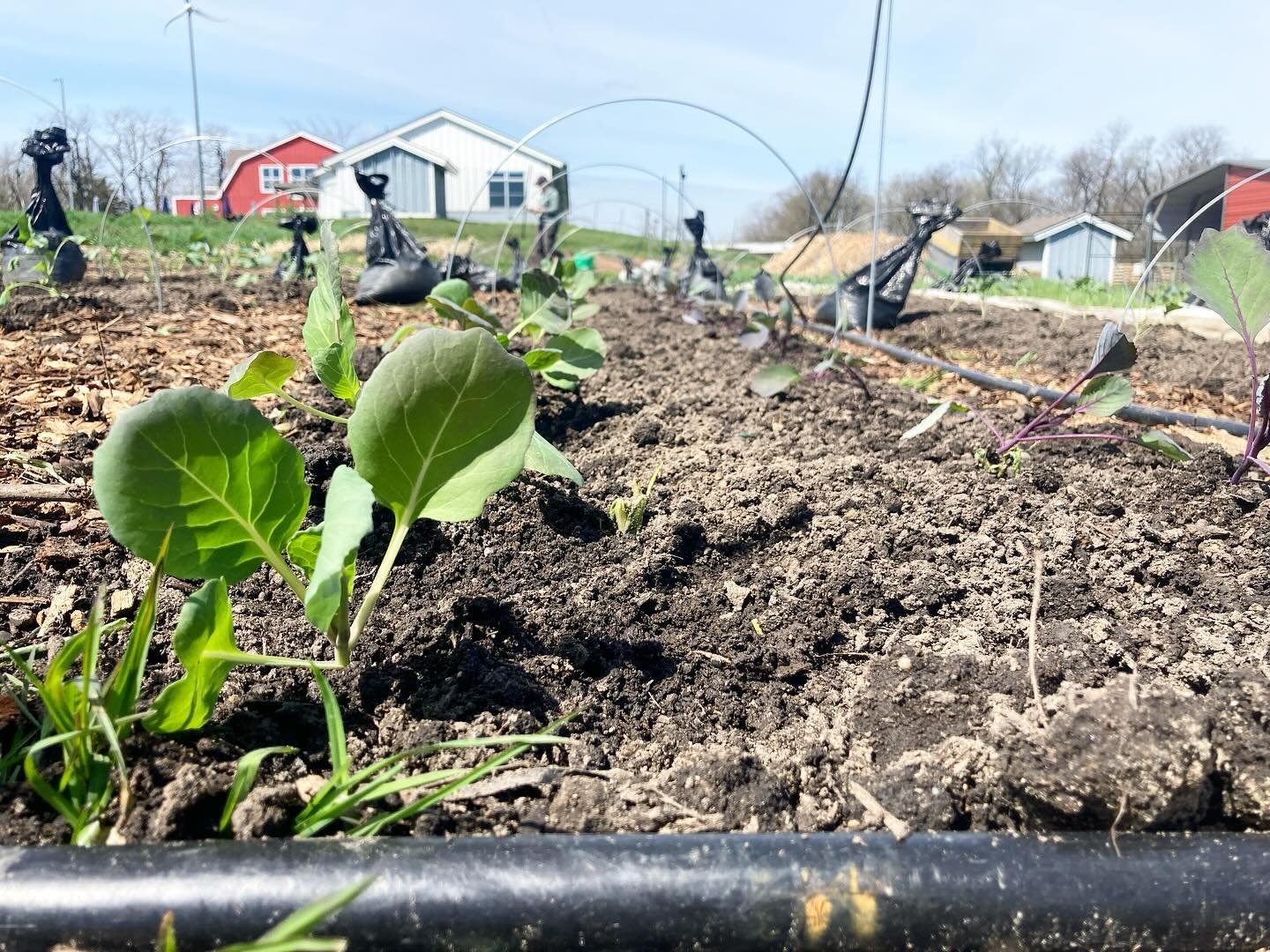 Planting season has begun! Last week planted several beds with cabbage, broccoli, and more. This week we&rsquo;ll be adding onions and scallions.