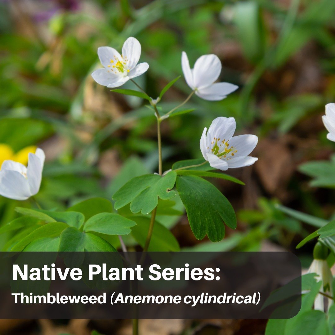 Thimbleweed gets its name from the pistils of its flower, which resemble a thimble. It blooms in early to mid-summer. The seeds resemble a cotton ball or tumbleweed and blow away in the wind, like dandelion and milkweed seeds. It grows best in dry op